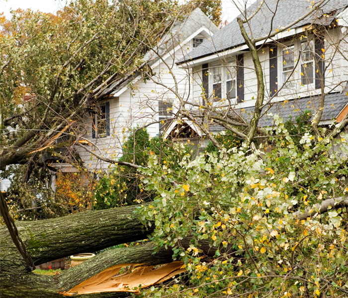 tree fallen through roof of home due to wind storm